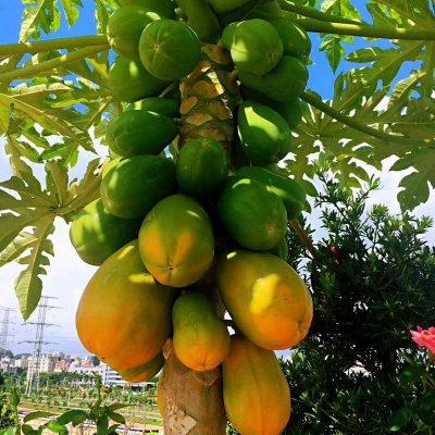 椰子煲鸡可以放花胶吗 2026年椰子煲鸡可以放花胶吗百度百科