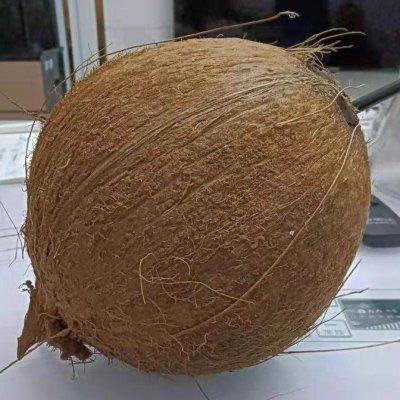 椰子煲鸡可以放花胶吗 2026年椰子煲鸡可以放花胶吗百度百科