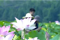 【美在当“夏”】亭亭出水中 120秒带你领略江西夏日荷韵