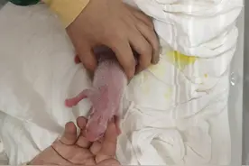 四个“滚滚”同一天出生！不到一小时，熊猫中心喜迎两胎四仔图片