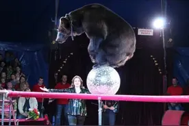 正在表演的棕熊袭击女驯兽师 马戏团对此否认图片