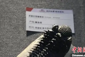 化石爱好者：化石最重要的是它的研究意义图片