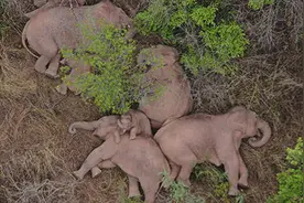 炒作“大象外交”，澳媒竟把云南象群和“战狼外交”联系了起来图片