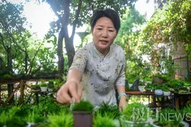千年网红，菖蒲之恋图片