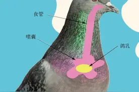 它们不是哺乳动物，却为孩子产“奶”图片