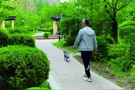 新养犬条例下月实施你做好准备了吗？图片