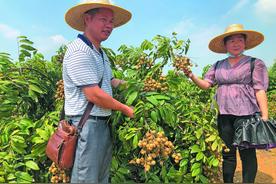 吃货们注意！广西早熟龙眼上市了 价格在12元/公斤左右图片