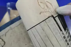 “书里生虫子”！长沙邮局海关在一套进境古书籍中截获昆虫3只图片