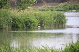科普 | 似鸡非鸡的秧鸡——黑水鸡与骨顶鸡图片