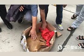 野生麂（jǐ）子误闯咸阳一小区，它可能是从秦岭里跑来的图片