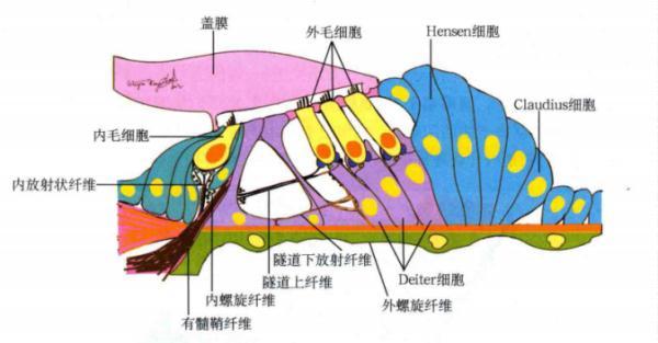 还在长时间戴耳机？当心“噪声性耳聋”