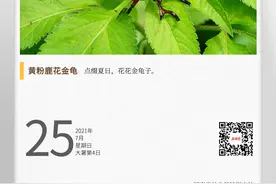 湖湘自然历丨一只长了“鹿角”的花金龟图片