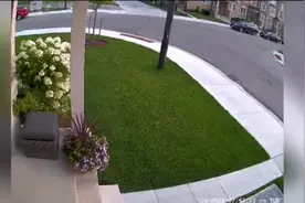 加拿大一只小狗勇敢击退郊狼保护10岁小主人图片