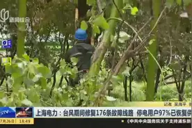 上海电力：台风期间修复176条故障线路  停电用户97%已恢复供电