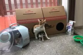 猫妈妈和三只小猫台风天获救，这里成为临时“避风港”图片