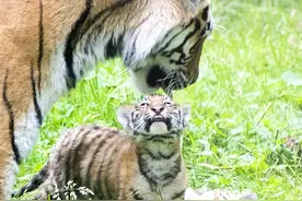 英国动物园9周阿穆尔虎幼崽迎来首次健康检查 吐舌卖萌可爱爆棚图片