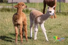 德国农场出生罕见双胞胎羊驼宝宝 面对镜头不怯场萌萌哒图片