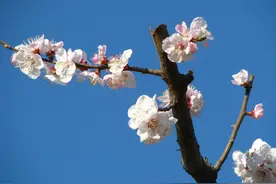 国学成语故事（13）一个弱女子的致命纠结图片