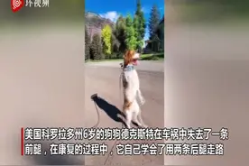 狗狗因车祸残疾 两条腿直立跑步成网红图片