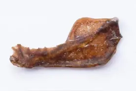 阿根廷惊现10万年前巨型吸血蝠，是最后的巨型飞行哺乳动物图片