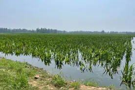 河南又一个蓄滞洪区紧急启用！当地情况如何，记者实地探访图片