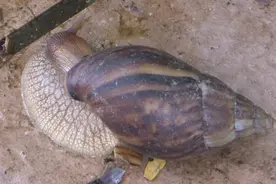 广州增城：雨后现非洲大蜗牛，医生提醒勿触碰勿食用图片