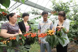 赵艳华：深耕20载育出7个樱桃新品种图片