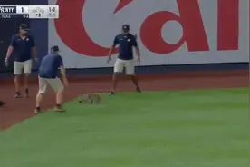 美国一只猫咪闯入棒球场“飞檐走壁”躲避抓捕图片