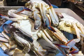 【便民】今年“第一网梭子蟹”上市啦，挑蟹攻略在此→图片