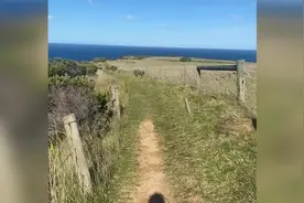 澳大利亚一名女子与20只袋鼠狭路相逢 被吓到躲在路旁图片