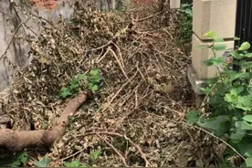 合肥一小区围栏外惊现一男尸 目击者称身体已腐烂图片