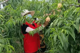 你们在家隔离，我们为你卖桃——果农周利平的两次落泪图片