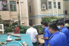 居民楼顶养家禽扰邻里 民情诊所快速处置解民忧图片