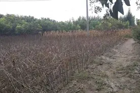 洪涝后庄稼枯死 河南农户该如何补救？图片