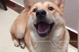 被偷柴犬找到时已成待售狗肉，尸体上裸露芯片，警方介入调查图片