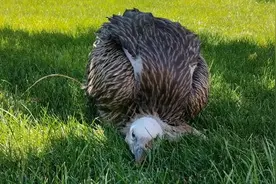 西宁成功繁育一只高山兀鹫，为国内人工繁育成活第三只视频封面