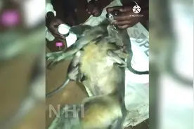 印度一只母猴触电而死 村民为其办葬礼图片