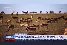 我国藏羚羊种群数量增至约30万只 从濒危物种降为近危物种图片