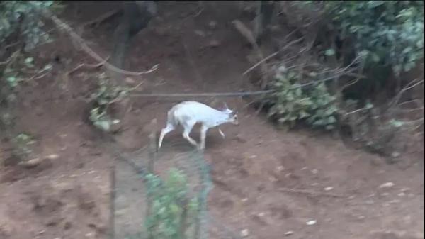 多样云南｜蜂猴、棉凫、麂子……多个濒危物种现身，你不来看看吗？