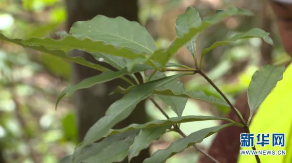 多样云南｜蜂猴、棉凫、麂子……多个濒危物种现身，你不来看看吗？