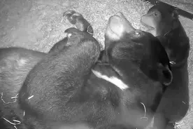 英国一马来熊幼崽出生后拥抱妈妈 奶萌模样惹人爱图片