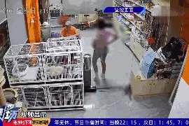 女孩宠物店内推门夹死小猫被网暴，店长发声图片