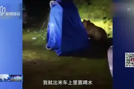 女孩自驾西藏  一夜遭野熊闯营3次视频封面