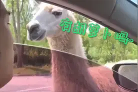 FUN丨突如其来！游客跟羊驼打招呼反被喷口水：没胡萝卜喂，它生气了图片