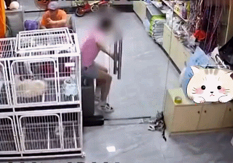 东莞一女孩宠物店推门夹死小猫，社区发布情况说明图片