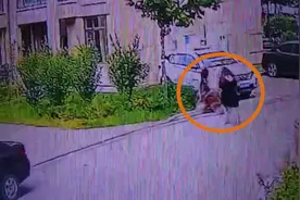 女子称被没拴绳的阿拉斯加犬扑咬腿部受伤，已报警视频封面