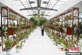 走进全球最大石斛种源库：探索野生石斛种质资源异地保护图片