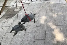 街头几百上千元一只的“千年老龟”，买来放生可能好心办坏事图片