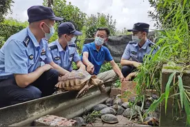 市民下班顺道捡了个龟，民警一查它身份还不简单……图片