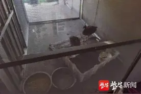 小区里养孔雀当宠物，不是想养就能养图片